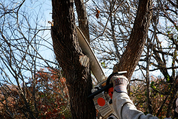 Trusted Woodville, OH Tree Care Experts